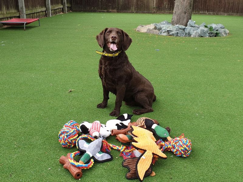 Pets at hotsell home dog